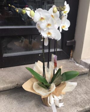 Orhideja dekoratīvā iepakojumā