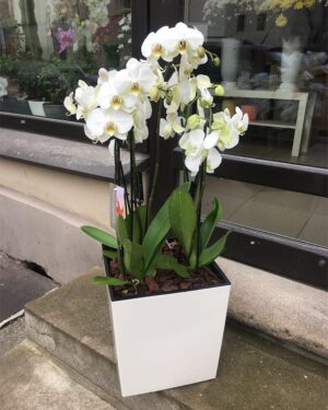 Orhidejas puķu podā