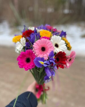 Dažādu krāsu gerberas ar ziliem īrisiem