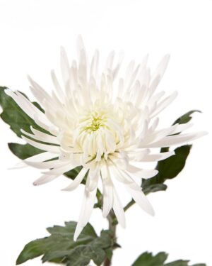 Lielziedu krizantēmas baltas